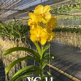 VC11-V. CHARLES GOOD FELLOW X TIEANCHAI