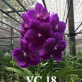 VC18-V. PURE WAX BLUE "SOMSRI"