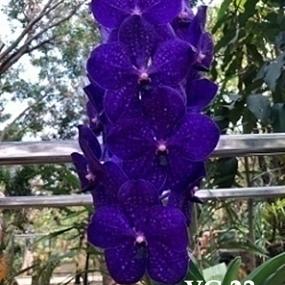 VC22-V.PACHARA DELIGHT