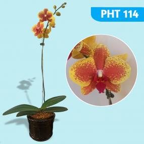 PHT 154-PHAL SOGO COFFEE A12854