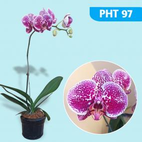 PHT 97-P. LEOPARD PRINCE "DSM1344" A12632