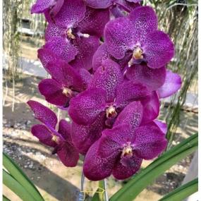 VC 48 - V.KRU CHOM NEW RED