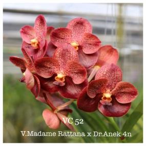 VC 52 - V.MADDAM RATTANA X DR.ANEK