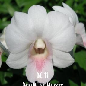 DC 11- DEN.PURE NUGGET