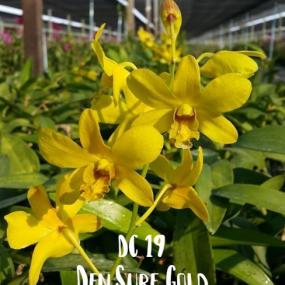 DC 19- DEN.SUREE GOLD