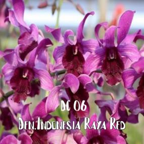 DC 06- DEN.INDONESIA RAYA RED