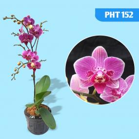 PHT 152- PHAL ( OX HAPPY GIRL X SOGO MILLER )