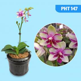 PHT 147 - PHAL JIA HO SUMMER LOVE LITTLE PIXIE