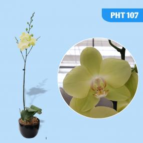 PHT 107 - P. JIUHBAO GREEN APPLE X PHAL.AMABILIS A12670