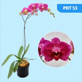 PHT 53 - OX PRINCE OX1480