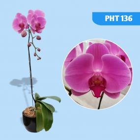 PHT 136 - MIKI PINK LADY 1344 A12719