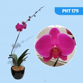 PHT 179 - PHAL DAI YANG RED APPLE DSM1335