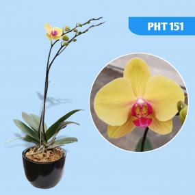 PHT 151 - PHAL DA SHANG YELLOW SUN DSM1357 A11197