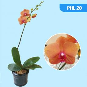 PHL 20 - DTPS SURF SONG