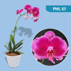 PHL 57 - P. SHU LONG BORDEAUX