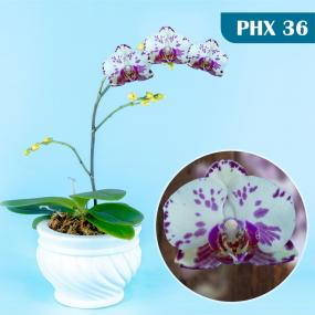 PHX 36 - P. OX LITTLE PRINCE OX1712