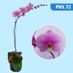 PHX 72 -  P. MIKI WATANABA "DTPS. JIUHBAO PINK LADY"