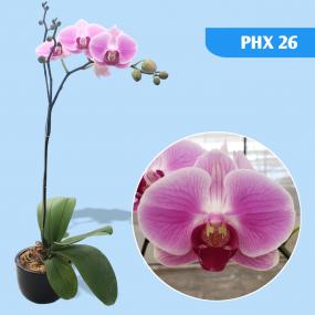 PHX 26 - P. OX HONEY OX1375