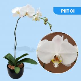 PHT 01 - P. SOGO YUKDIAN V3