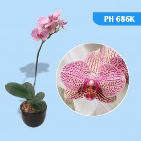 PH686K - DTPS BROTHER GIRL - LEOPARD PRINCE A09757